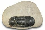 Paralejurus Trilobite - Atchana, Morocco #252417-3